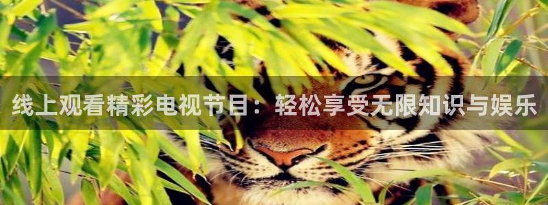 上海体育频道五星体育台在线直播：线上观看精彩电视节目：轻松享受无限知识与娱乐