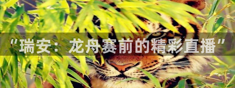五星体育节目：“瑞安：龙舟赛前的精彩直播”